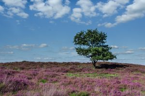 Découvrez où camper dans les Landes, pour un séjour en pleine nature entre forêt et océan